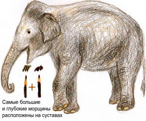 как нарисовать слона карандашом поэтапно для детей