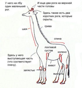 форма тела жирафа