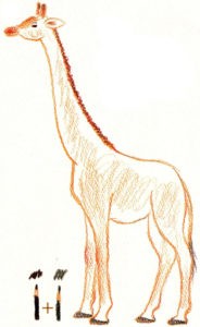 как нарисовать жирафа поэтапно
