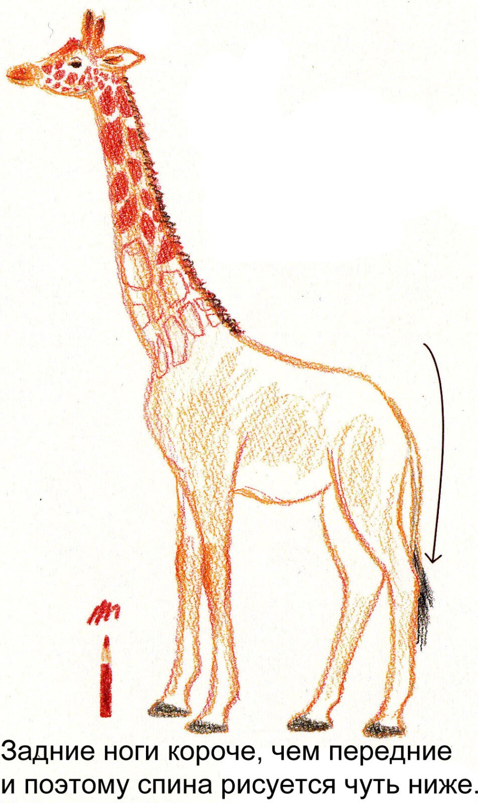 Схема рисования жирафа