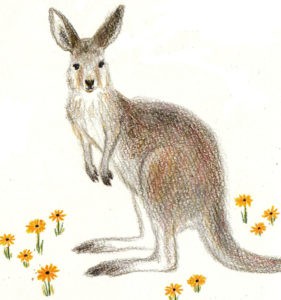 как нарисовать кенгуру