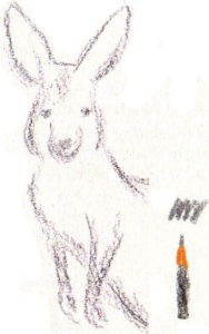 как нарисовать кенгуру карандашом поэтапно