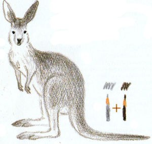 нарисовать кенгуру карандашом