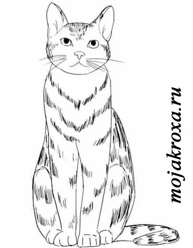 Как нарисовать красивого кота