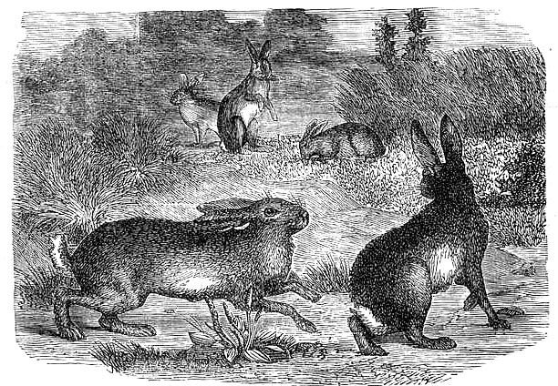 Сказка Лиса и зайцы